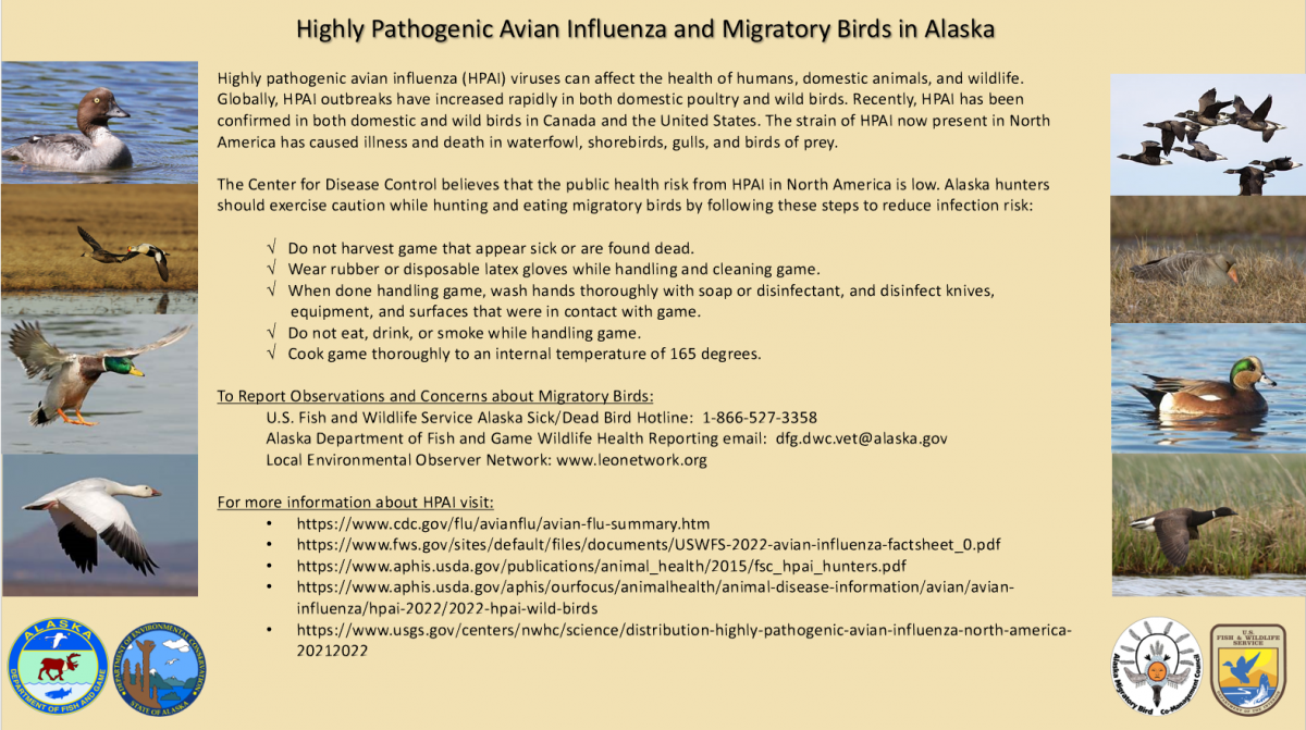 Public Health Recommendations on Avian Influenza and Migratory Birds 